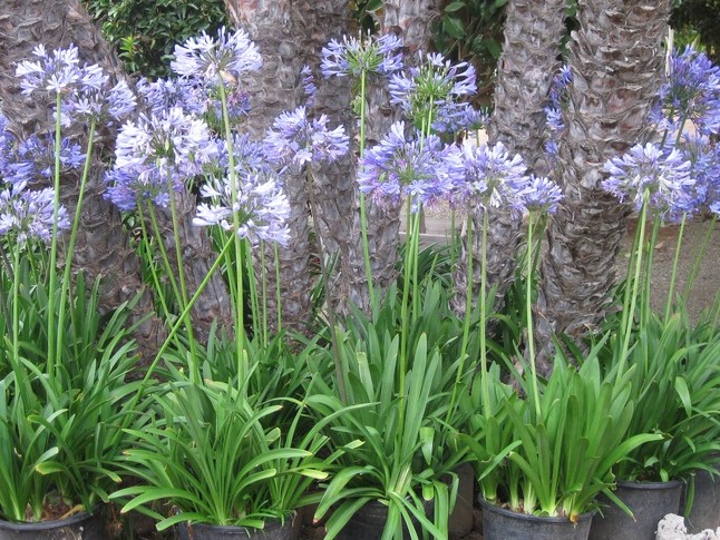 agapanthus-africanus-lily-of-the-nile