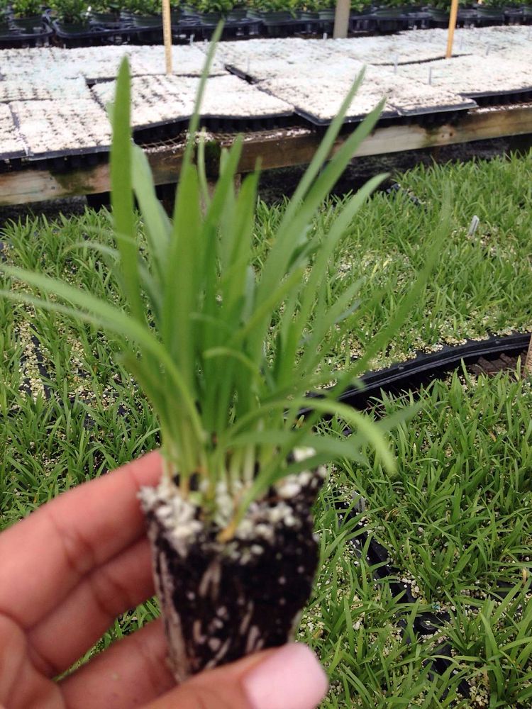 agapanthus-africanus-lily-of-the-nile