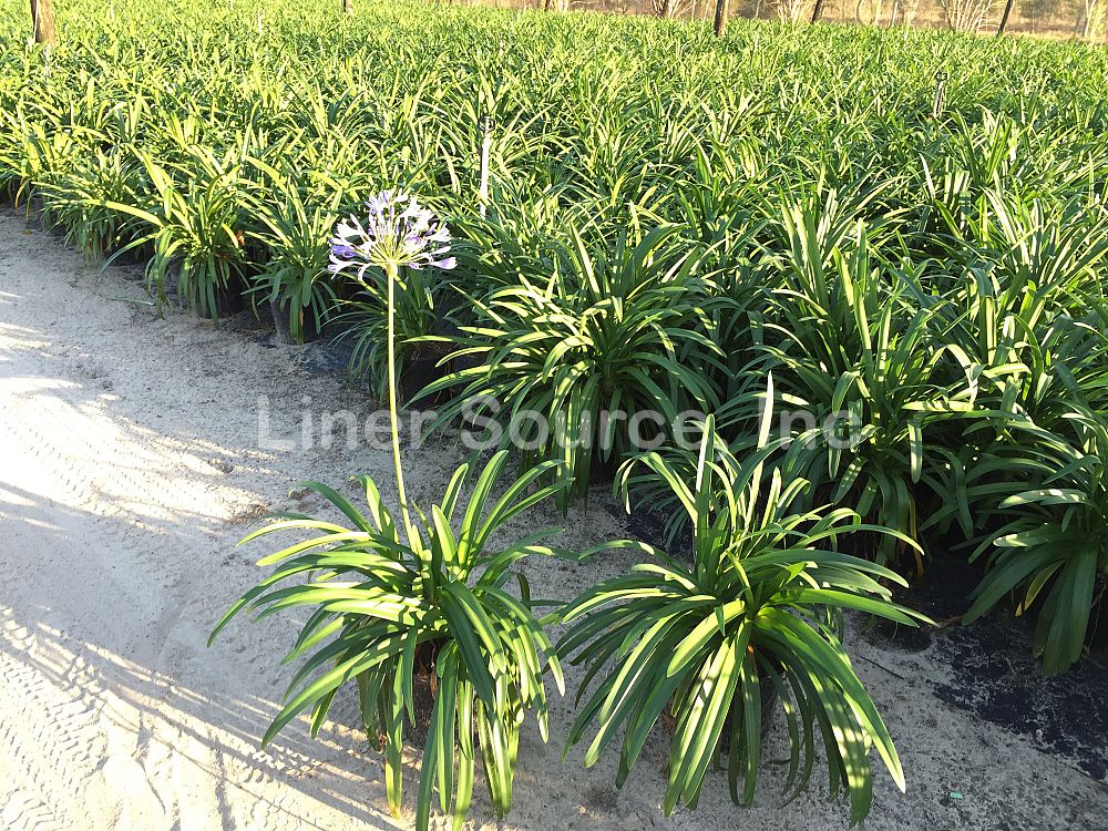 agapanthus-africanus-lily-of-the-nile