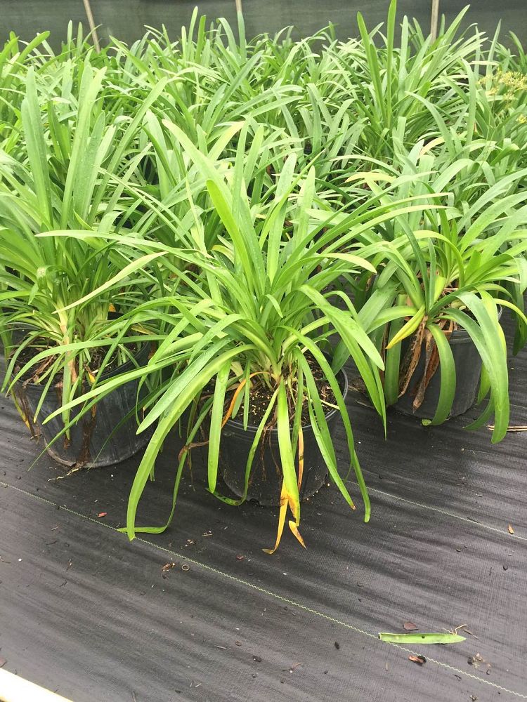 agapanthus-africanus-lily-of-the-nile