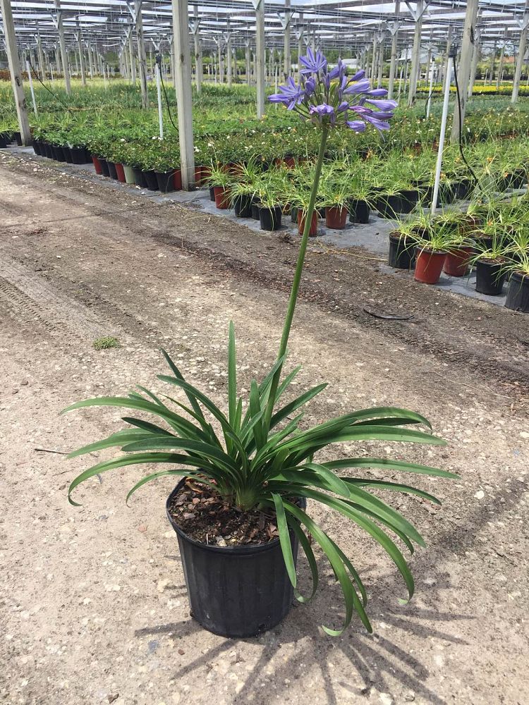 agapanthus-africanus-lily-of-the-nile