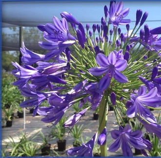 agapanthus-africanus-lily-of-the-nile