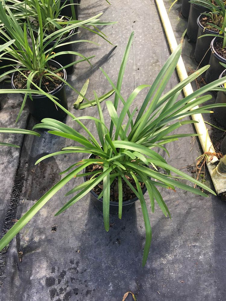 agapanthus-africanus-lily-of-the-nile