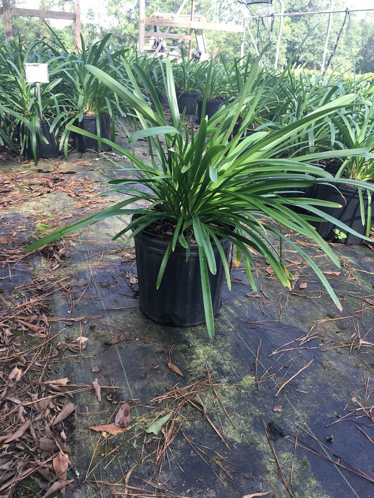 agapanthus-africanus-lily-of-the-nile
