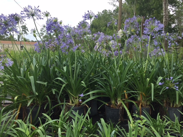 agapanthus-africanus-lily-of-the-nile