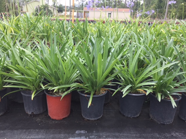 agapanthus-africanus-lily-of-the-nile