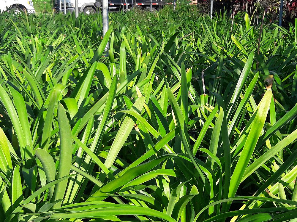 agapanthus-africanus-lily-of-the-nile