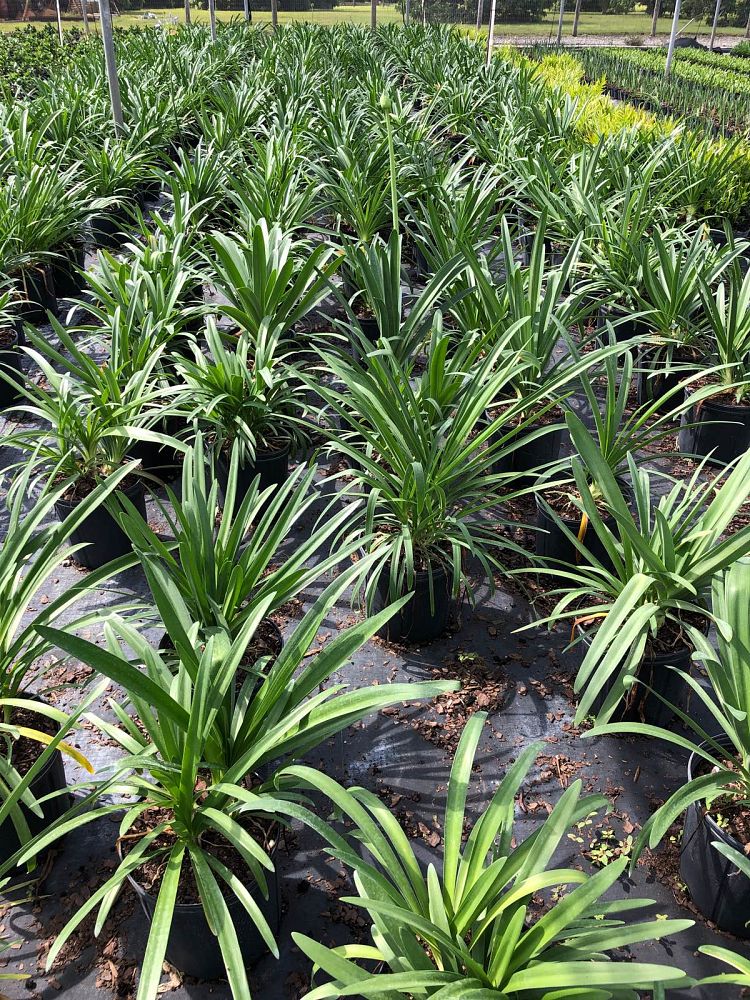 agapanthus-africanus-lily-of-the-nile