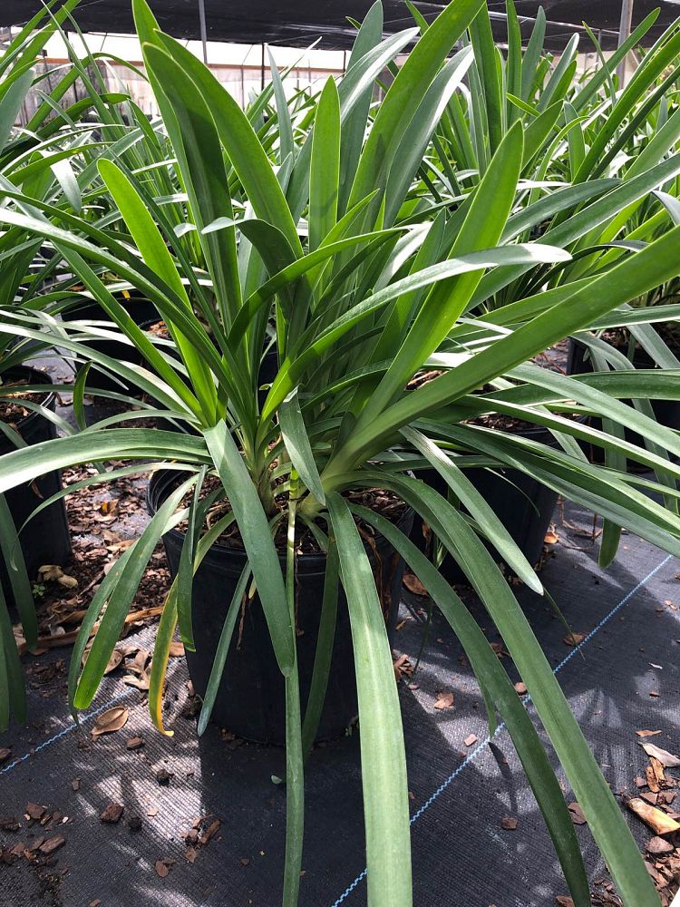 agapanthus-africanus-lily-of-the-nile