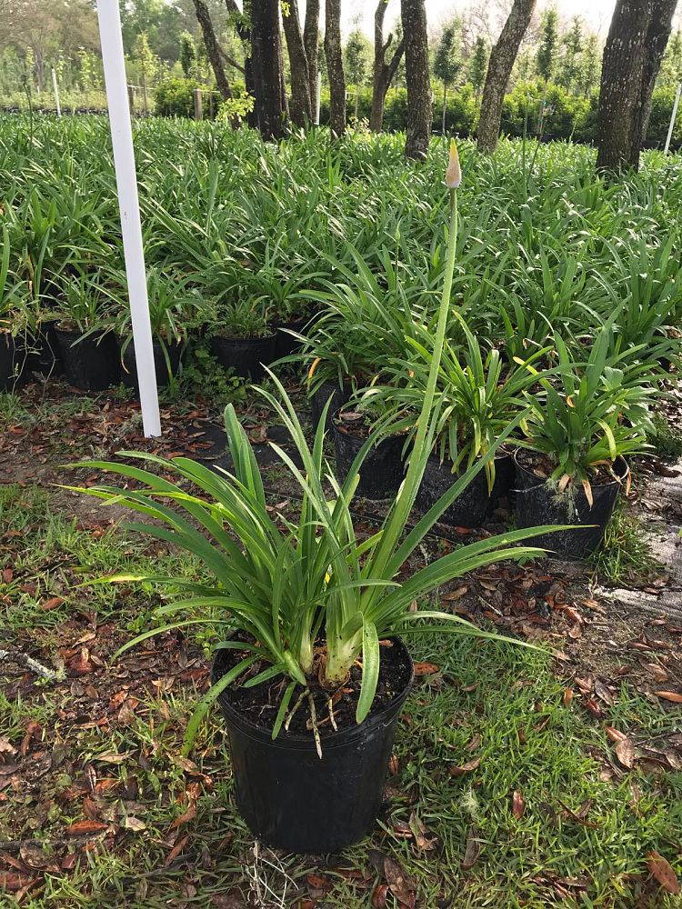 agapanthus-africanus-lily-of-the-nile