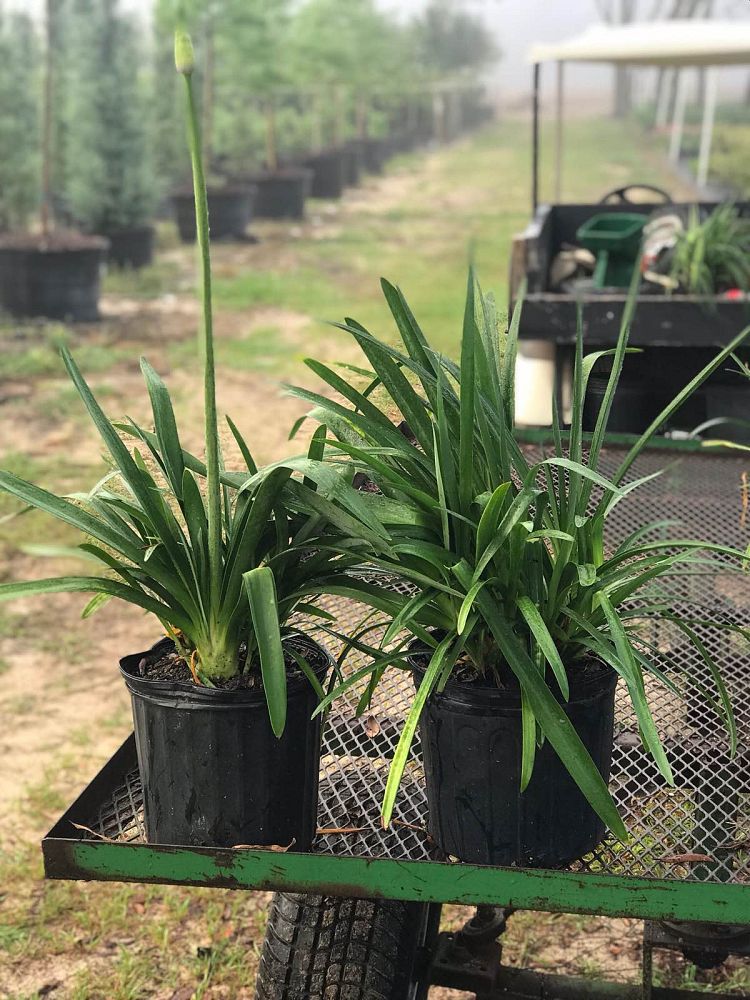 agapanthus-africanus-lily-of-the-nile