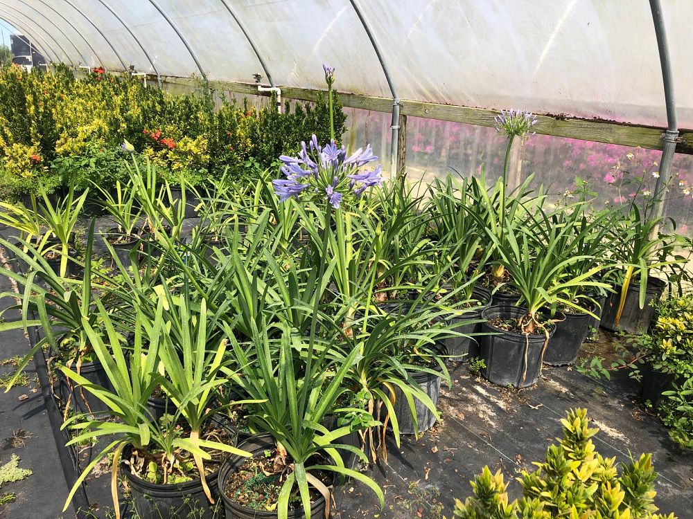agapanthus-africanus-lily-of-the-nile