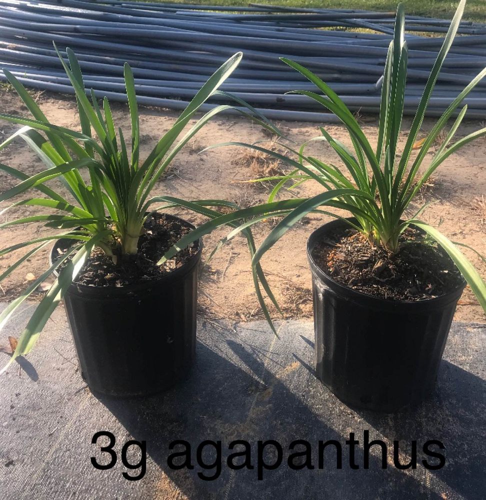 agapanthus-africanus-lily-of-the-nile