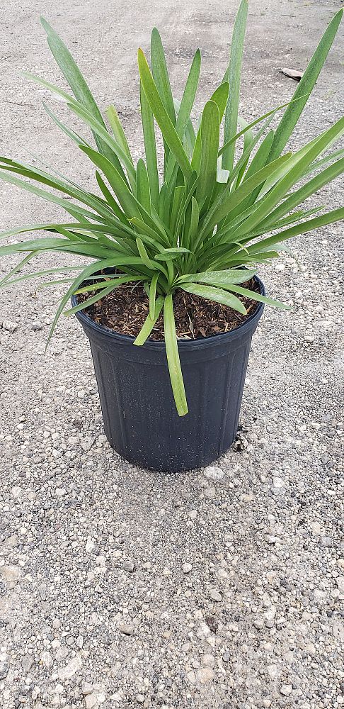 agapanthus-africanus-lily-of-the-nile
