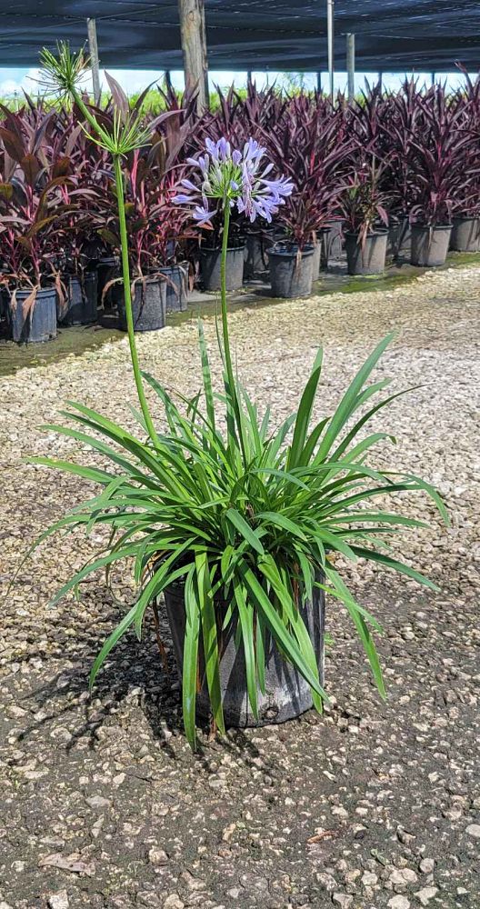agapanthus-africanus-lily-of-the-nile