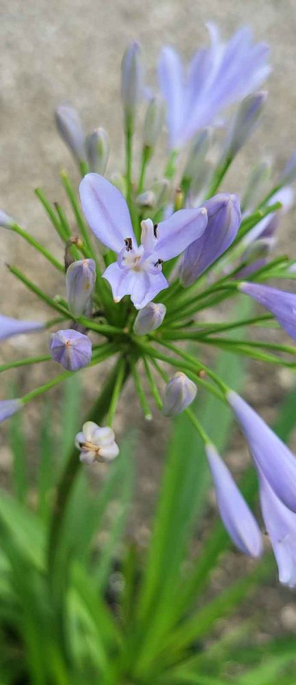 agapanthus-africanus-lily-of-the-nile