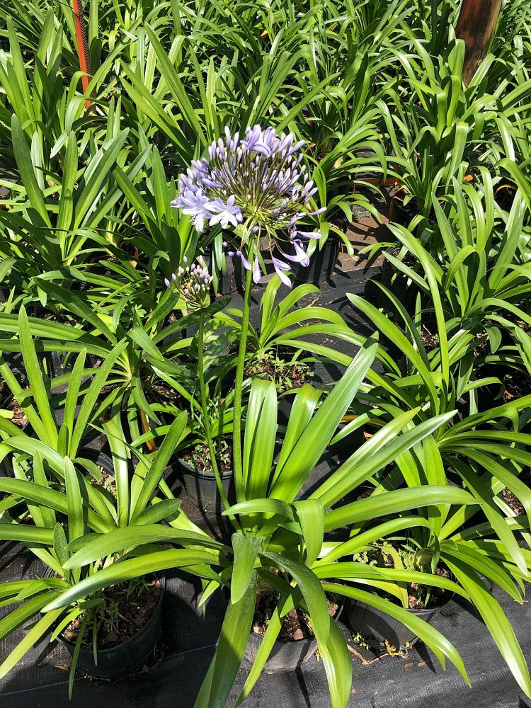 agapanthus-africanus-lily-of-the-nile