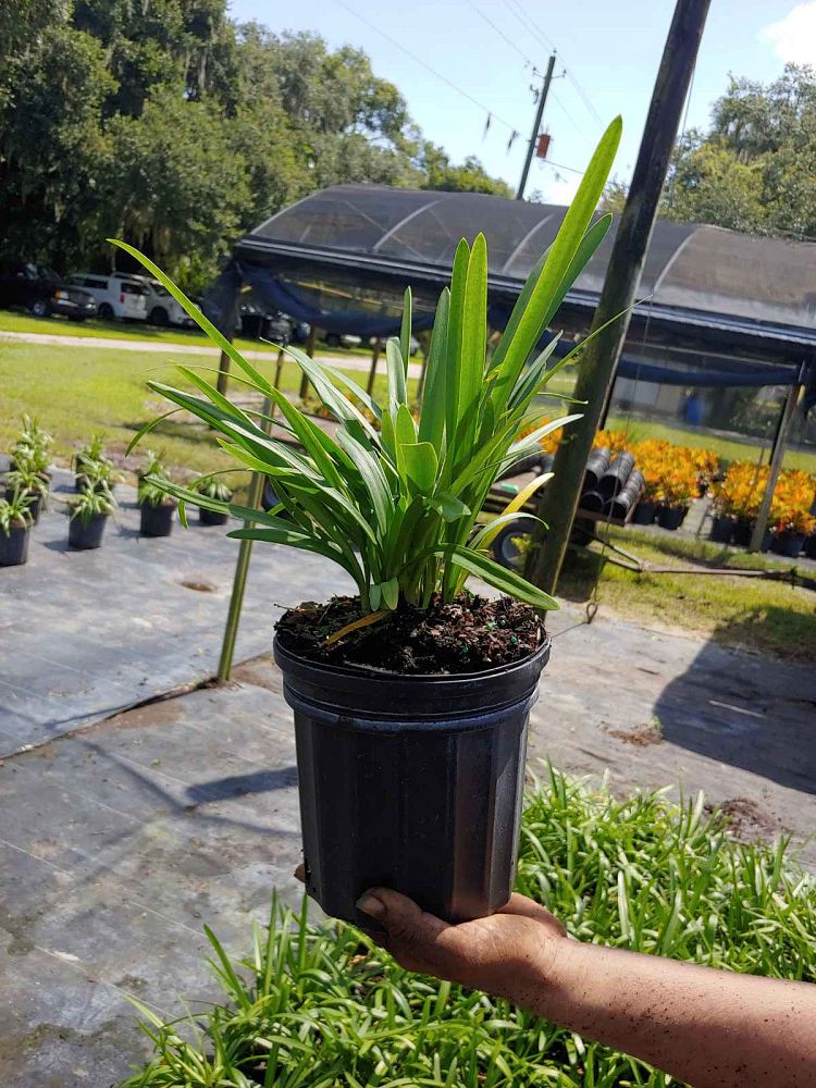 agapanthus-africanus-lily-of-the-nile