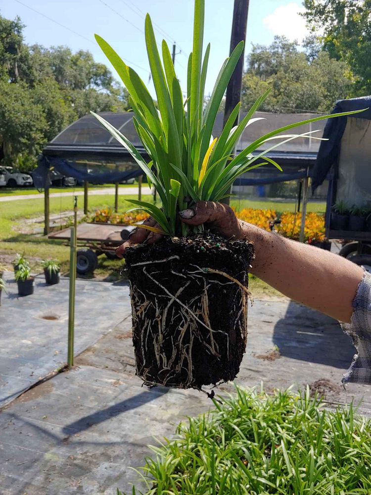 agapanthus-africanus-lily-of-the-nile