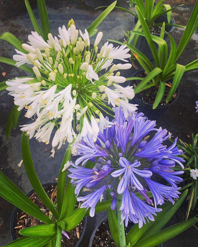 agapanthus-africanus-lily-of-the-nile