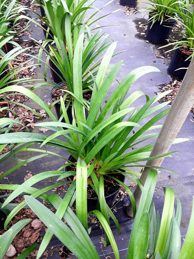 agapanthus-africanus-lily-of-the-nile