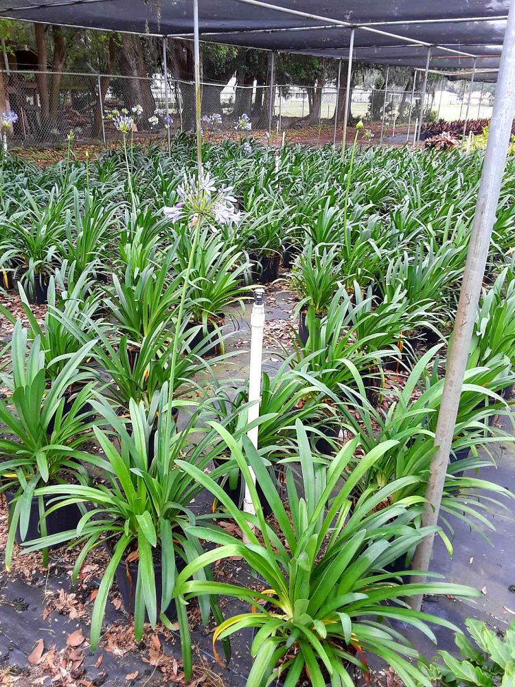 agapanthus-africanus-lily-of-the-nile