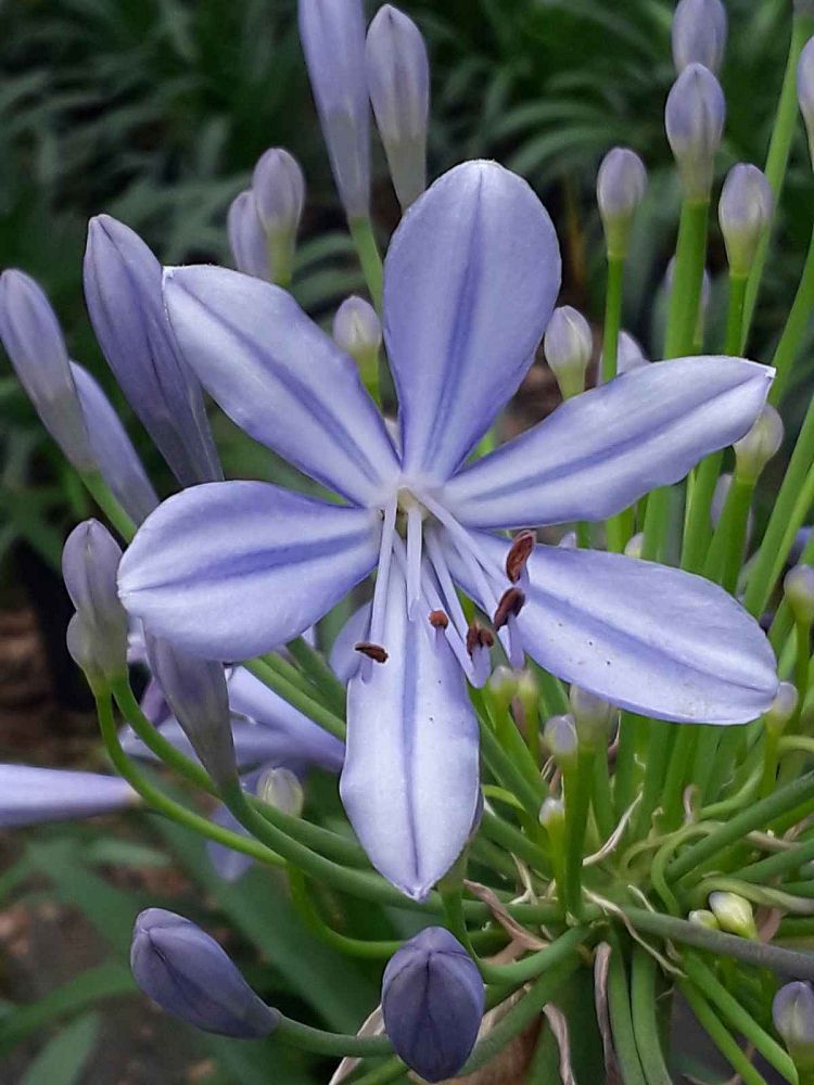 agapanthus-africanus-lily-of-the-nile