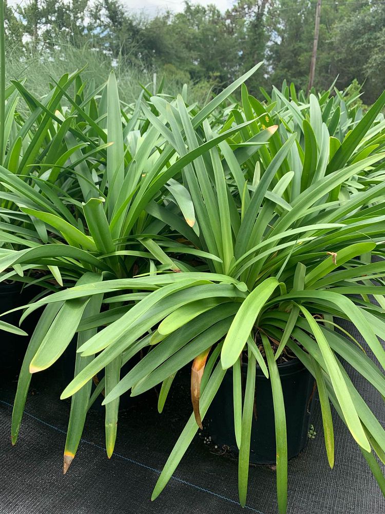 agapanthus-africanus-lily-of-the-nile