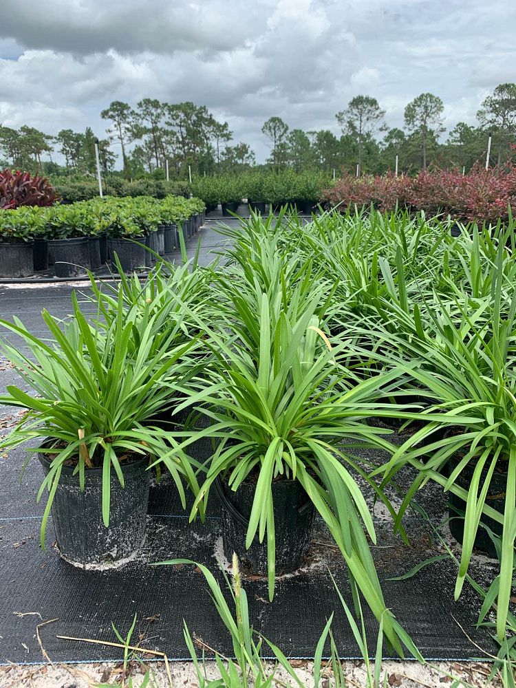 agapanthus-africanus-lily-of-the-nile