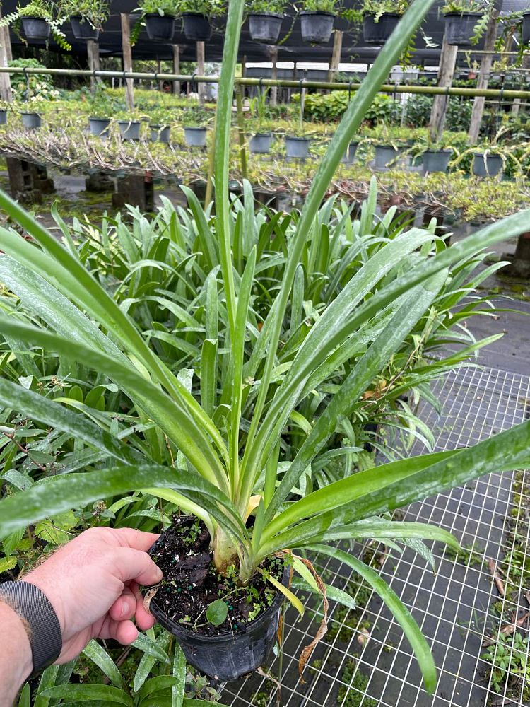 agapanthus-africanus-lily-of-the-nile