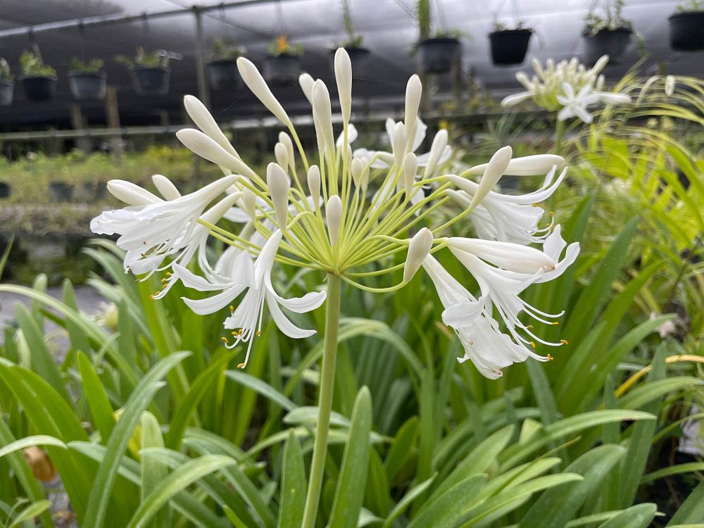 agapanthus-africanus-lily-of-the-nile