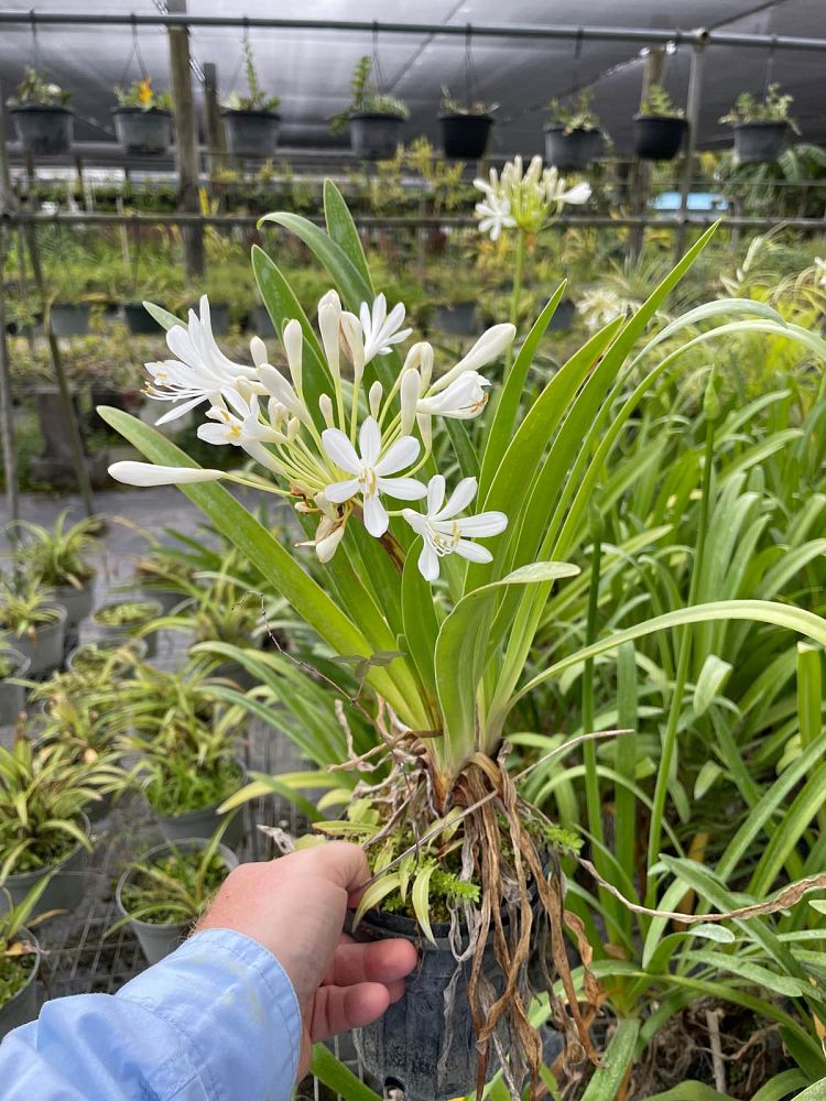 agapanthus-africanus-lily-of-the-nile
