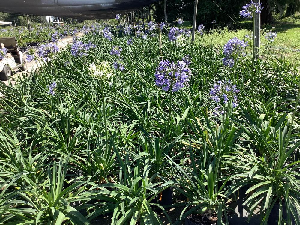 agapanthus-africanus-lily-of-the-nile
