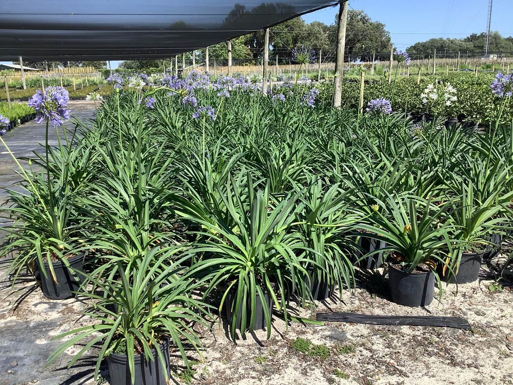 agapanthus-africanus-lily-of-the-nile