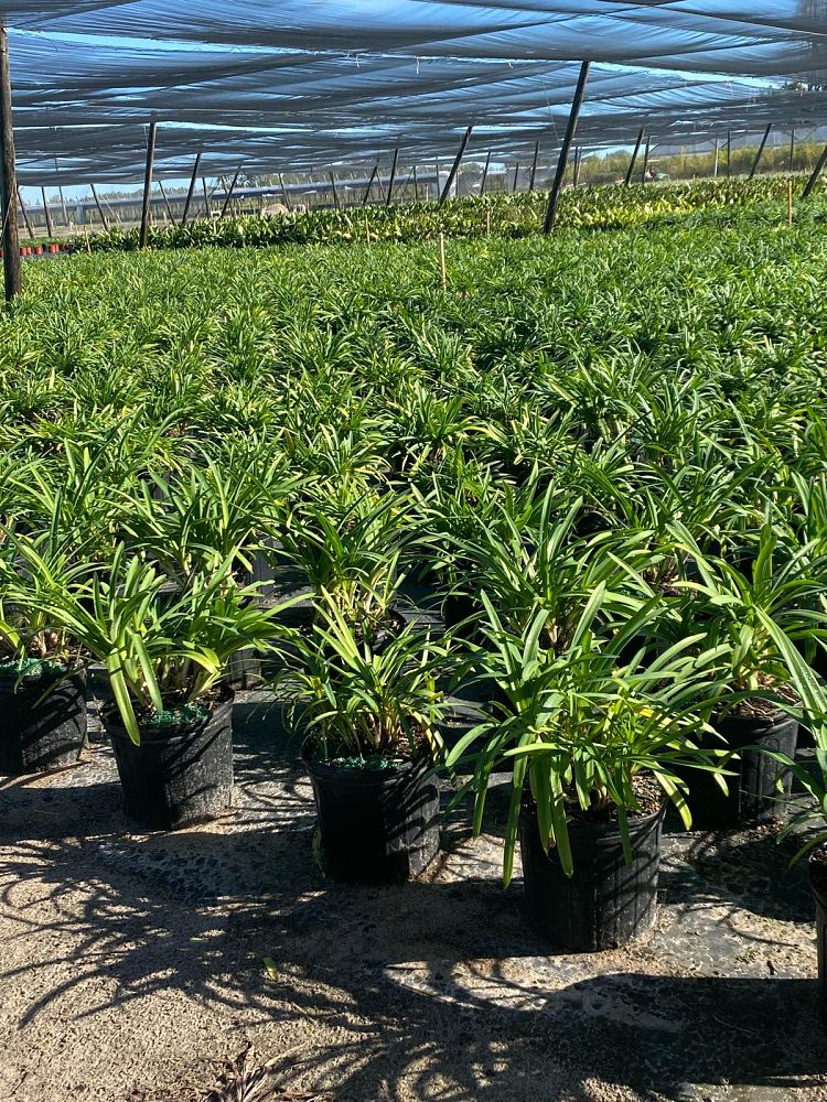 agapanthus-africanus-lily-of-the-nile