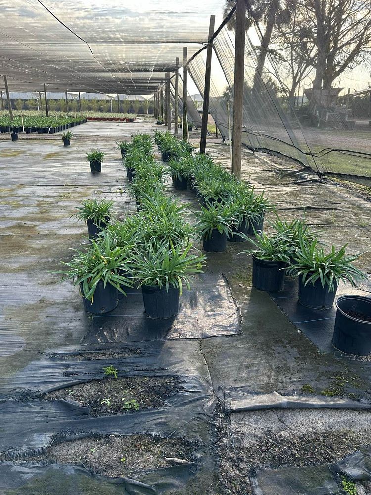 agapanthus-africanus-lily-of-the-nile