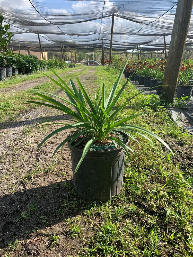 agapanthus-africanus-lily-of-the-nile
