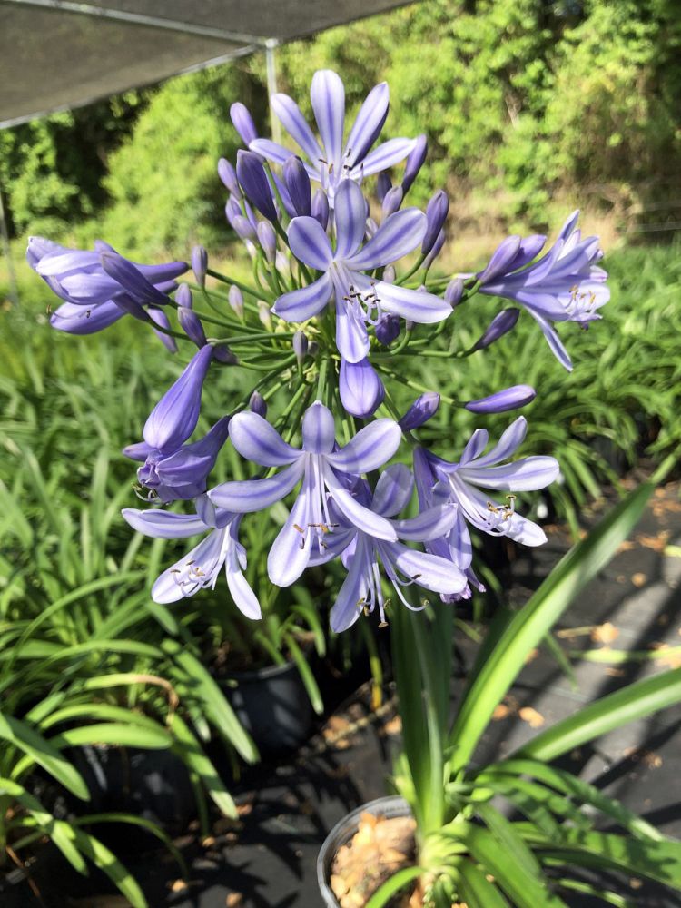 agapanthus-africanus-lily-of-the-nile