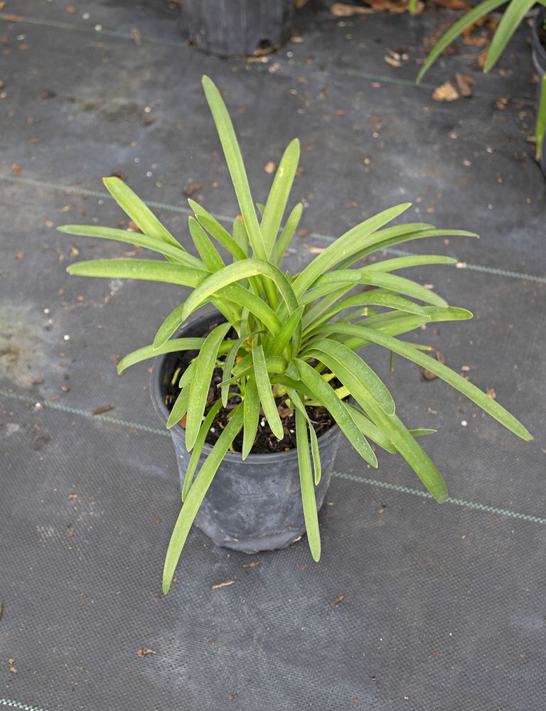 agapanthus-africanus-lily-of-the-nile