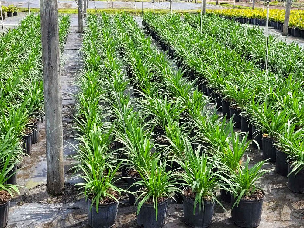 agapanthus-africanus-lily-of-the-nile