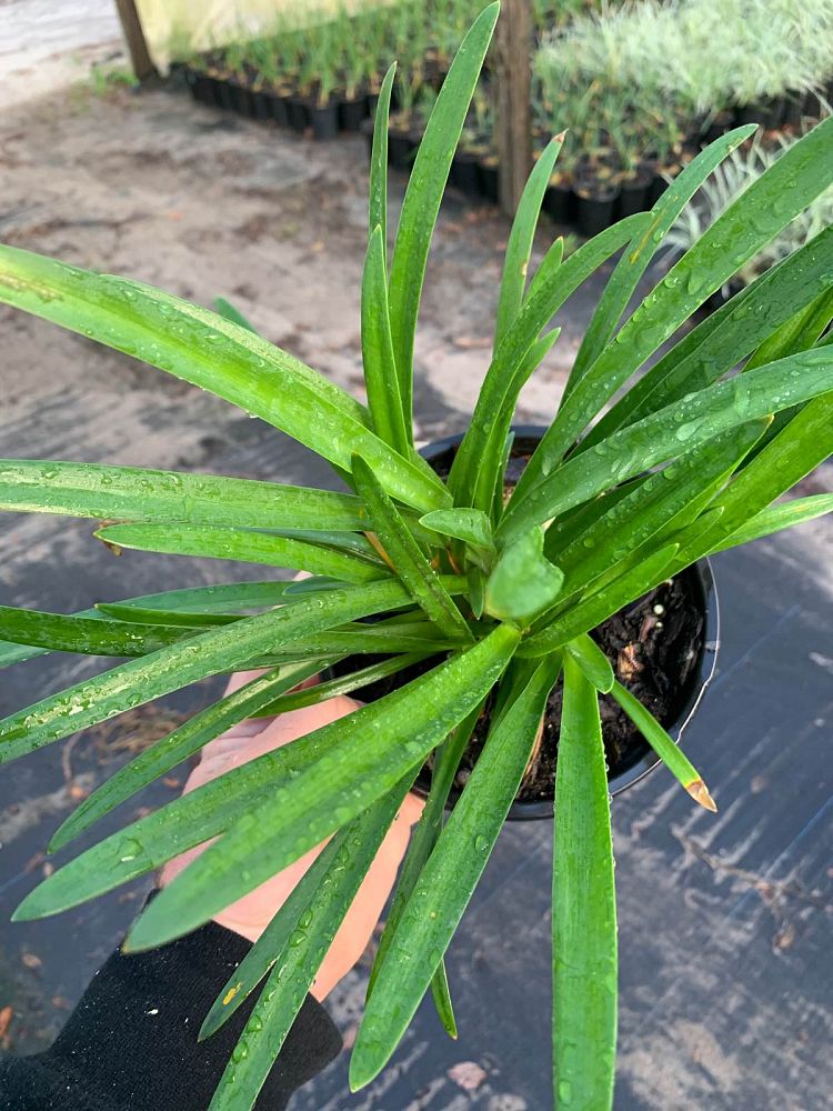 agapanthus-africanus-lily-of-the-nile