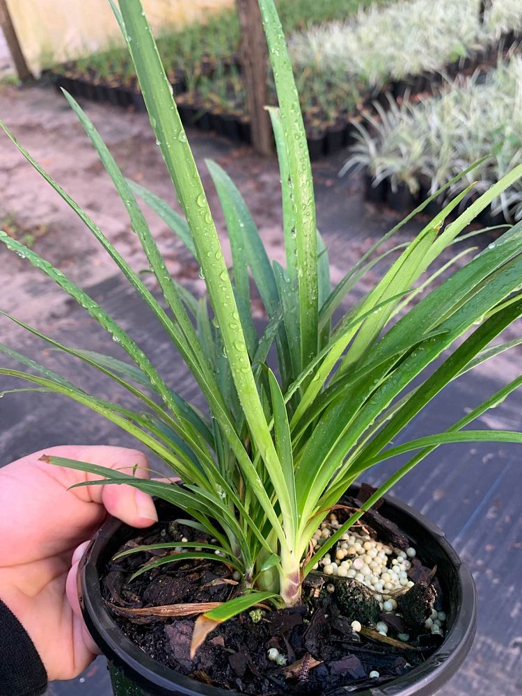 agapanthus-africanus-lily-of-the-nile