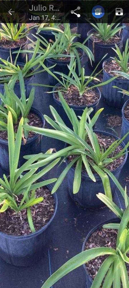 agapanthus-africanus-lily-of-the-nile