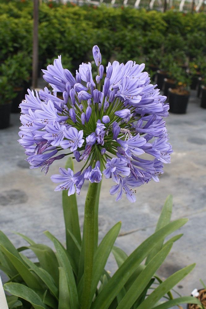 agapanthus-africanus-lily-of-the-nile