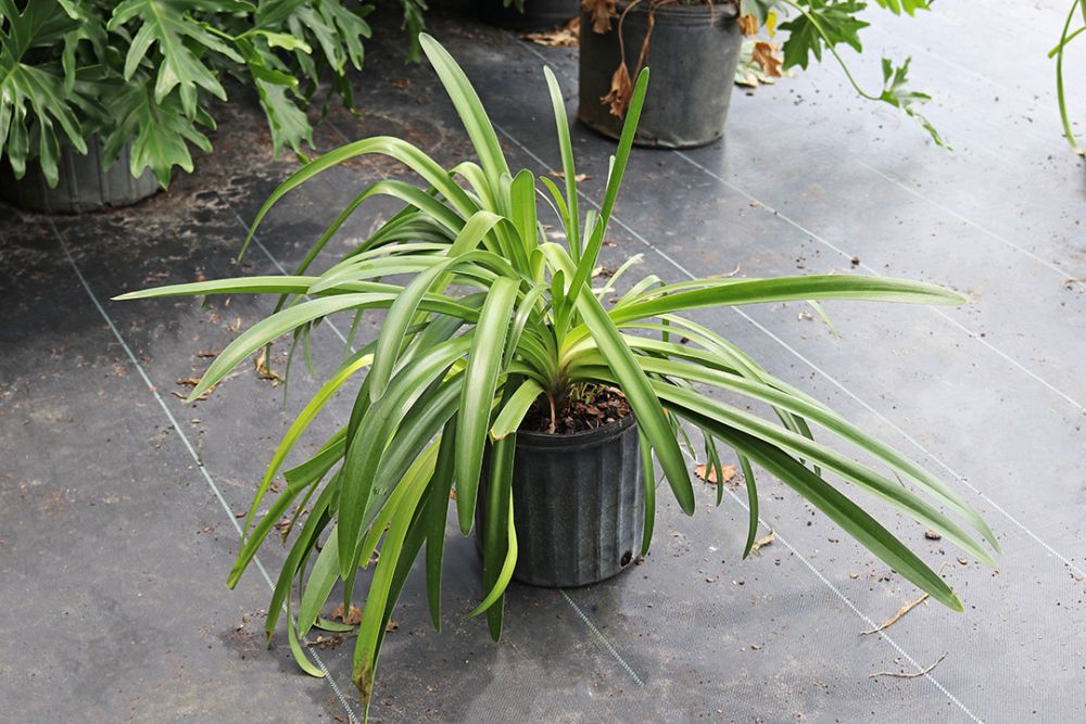 agapanthus-africanus-lily-of-the-nile