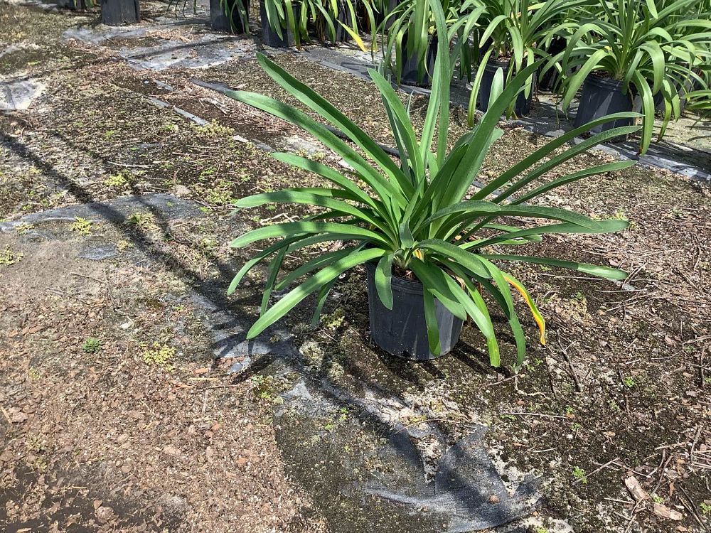 agapanthus-africanus-lily-of-the-nile