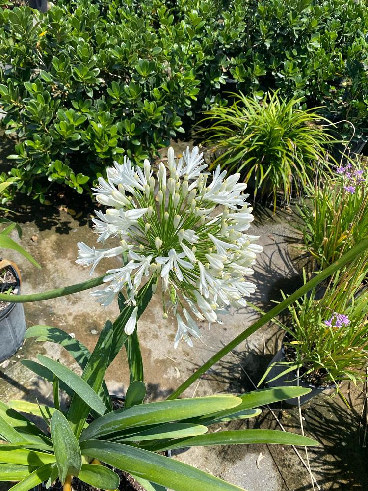 agapanthus-africanus-lily-of-the-nile