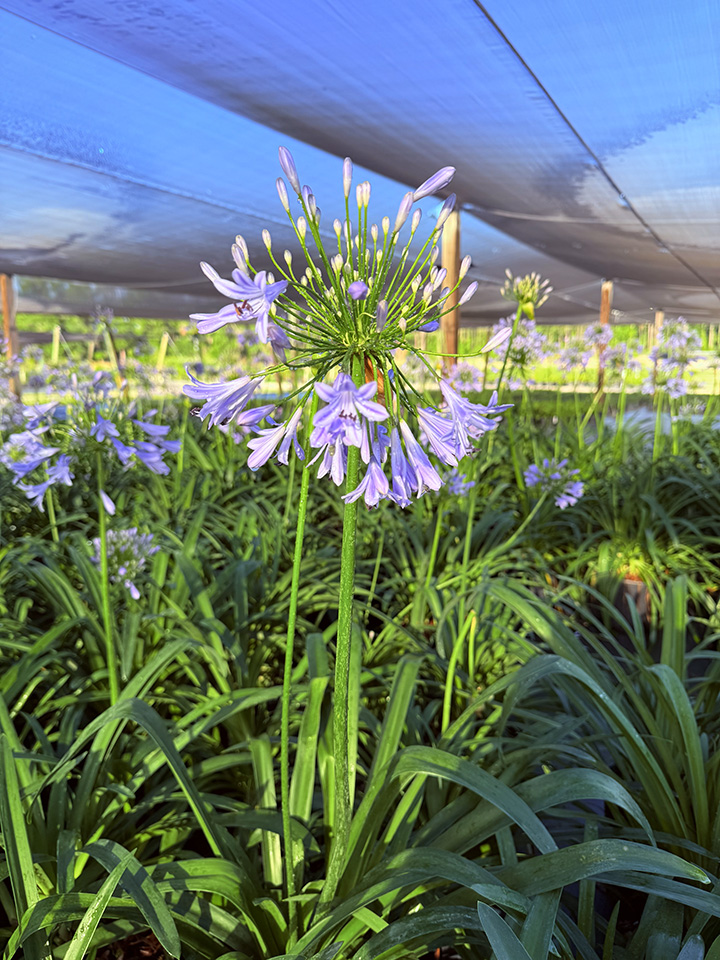 agapanthus-africanus-lily-of-the-nile