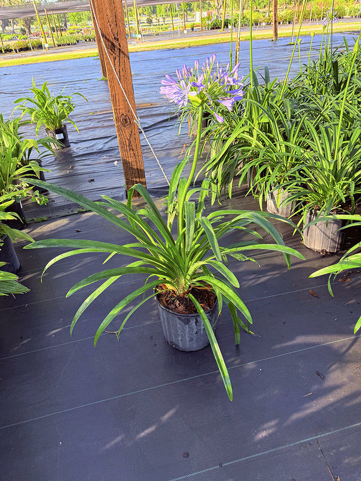 agapanthus-africanus-lily-of-the-nile