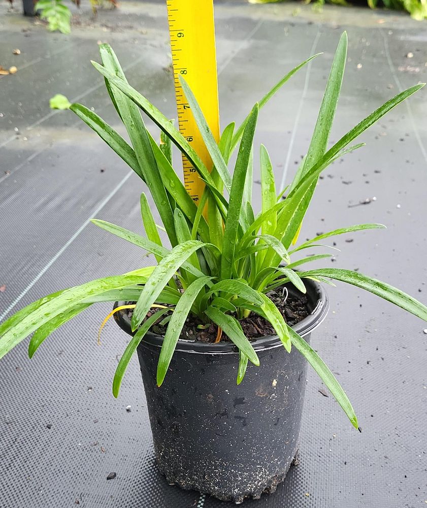 agapanthus-africanus-lily-of-the-nile